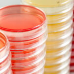 PREPARED CULTURE MEDIA